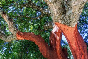 Descorche de un alcornoque