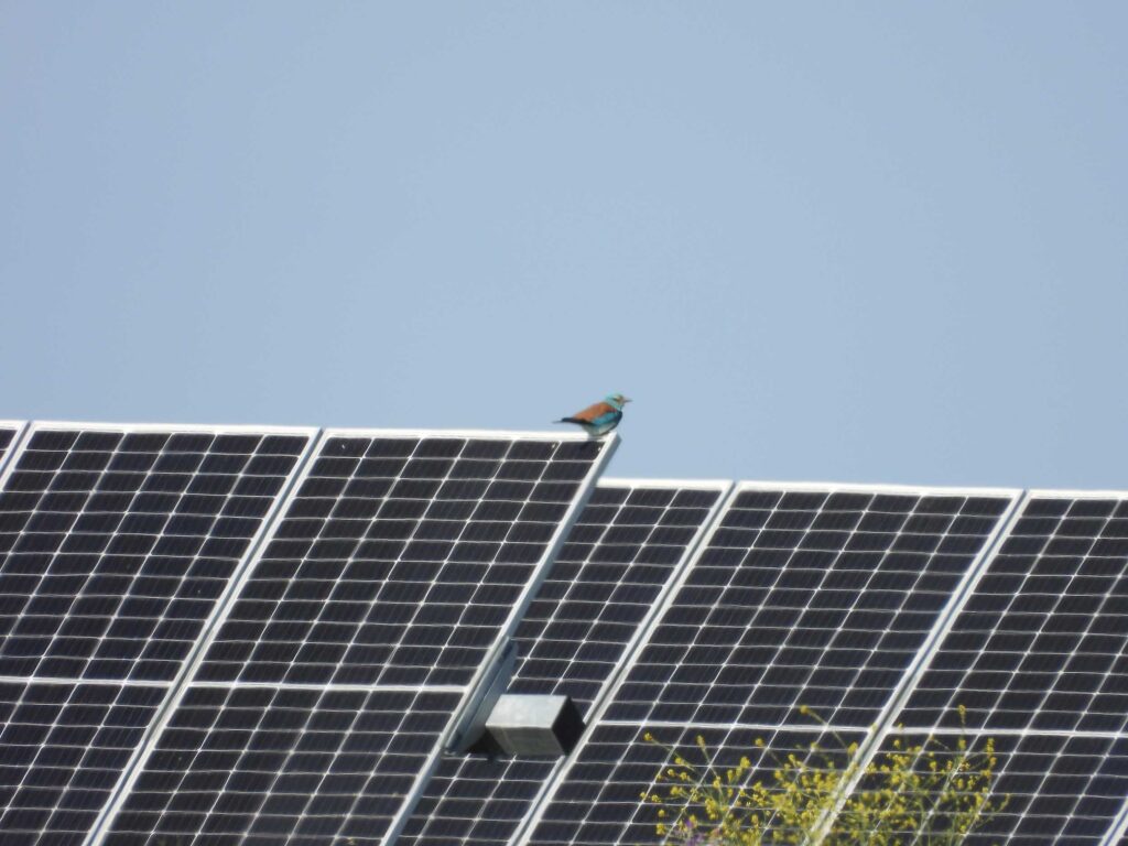 Carraca posada en paneles solares