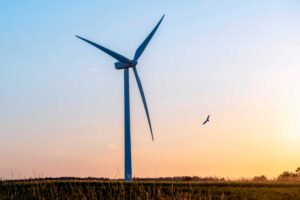 aves en peligro cerca de aerogeneradores