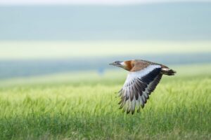 esteparias_estrategia_conservacion