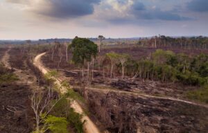 deforestacion en Brasil