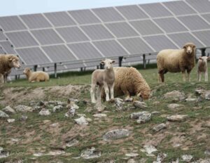 biodiversidad_planta_fotovoltaica